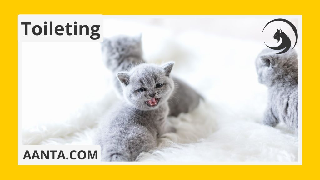 Best Way to Handle Newborn Kittens