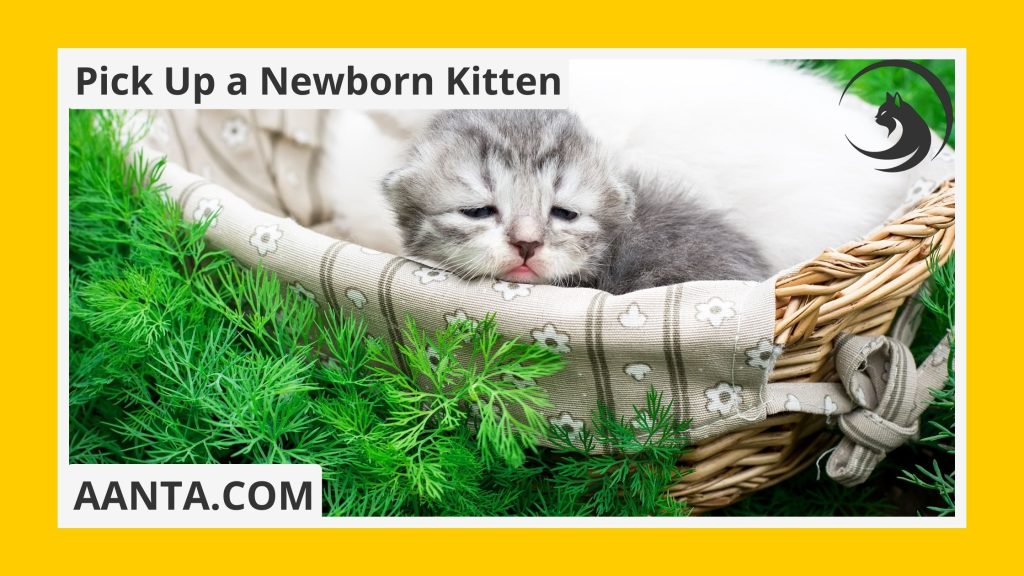 Best Way to Handle Newborn Kittens