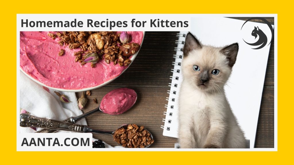 What can I feed my 2-month-old kitten