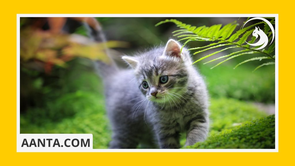 What can I feed my 2-month-old kitten
