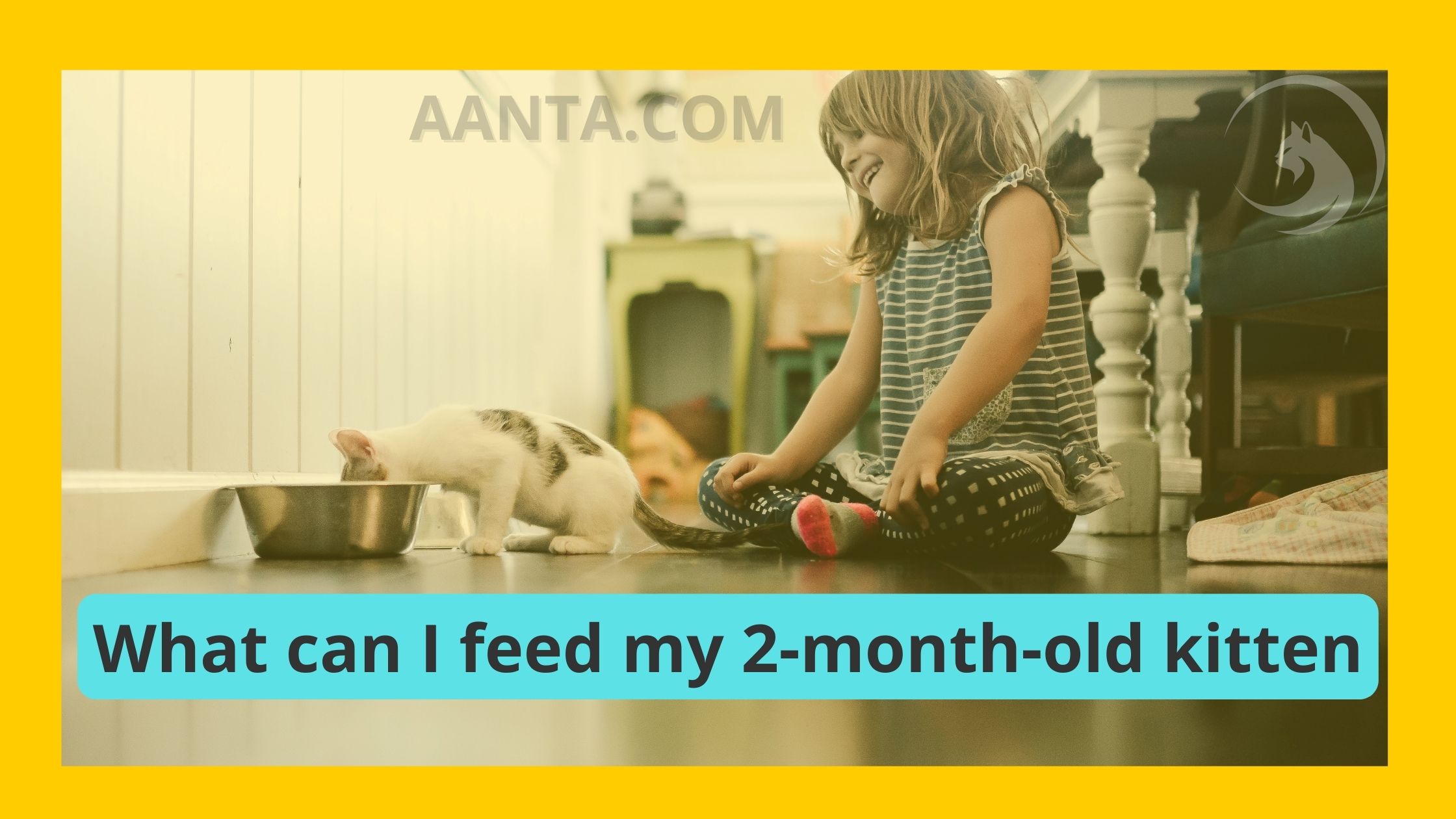 What can I feed my 2-month-old kitten