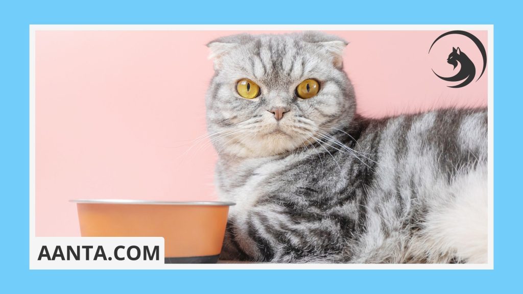 Understanding Kitten Food Labels