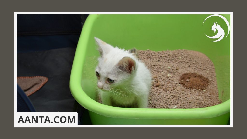 When should I start litter box training my kitten