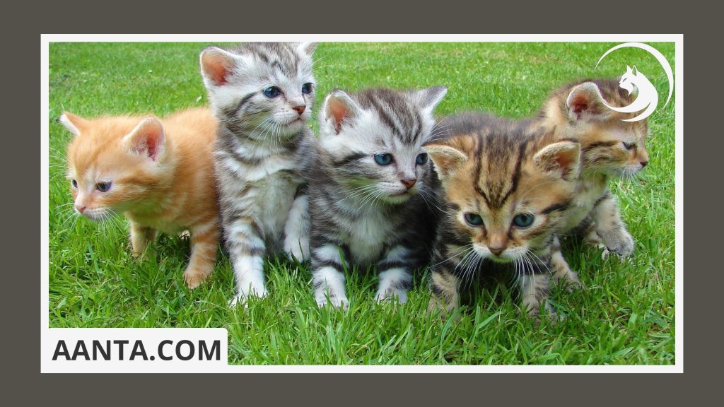 When should I start litter box training my kitten