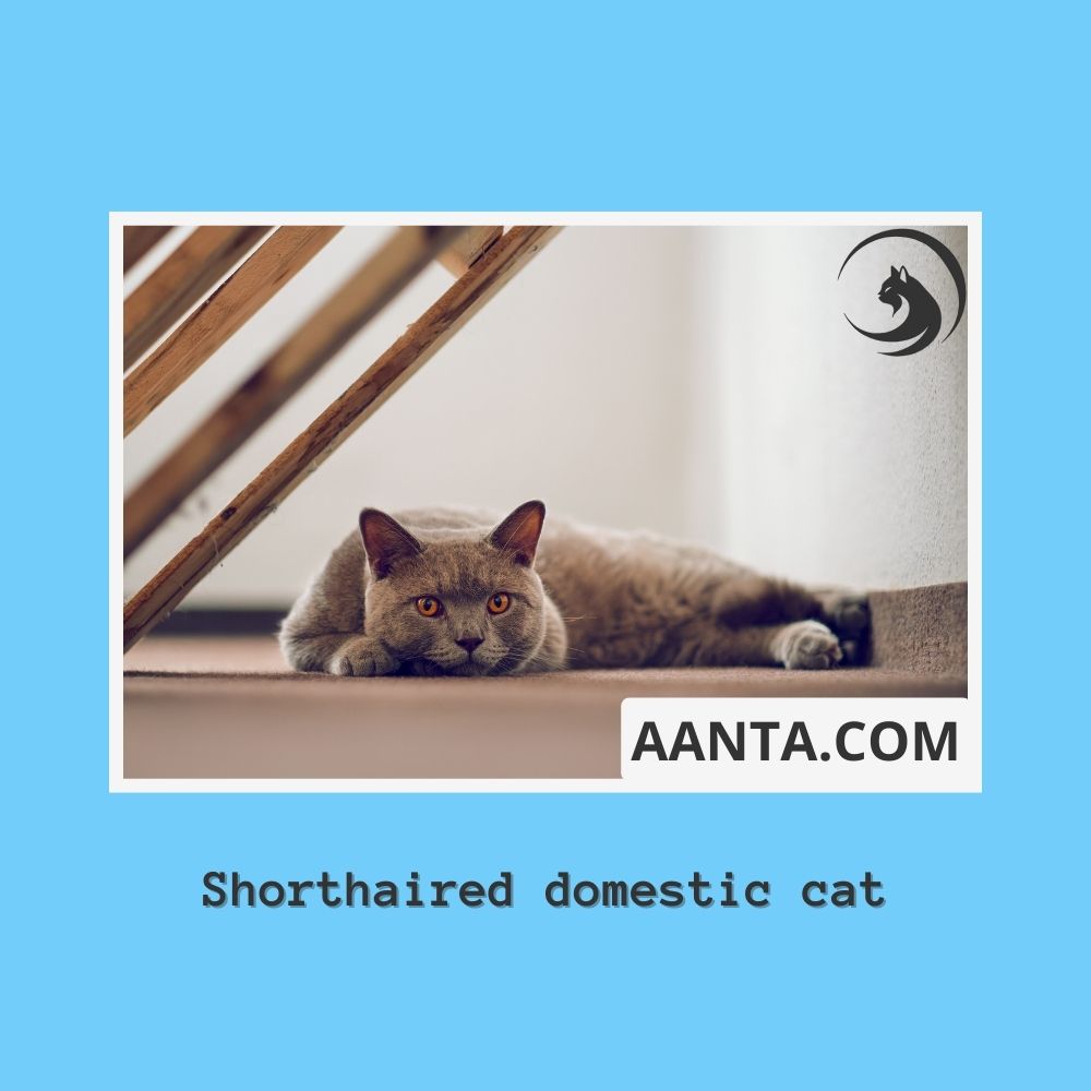 Shorthaired domestic cat