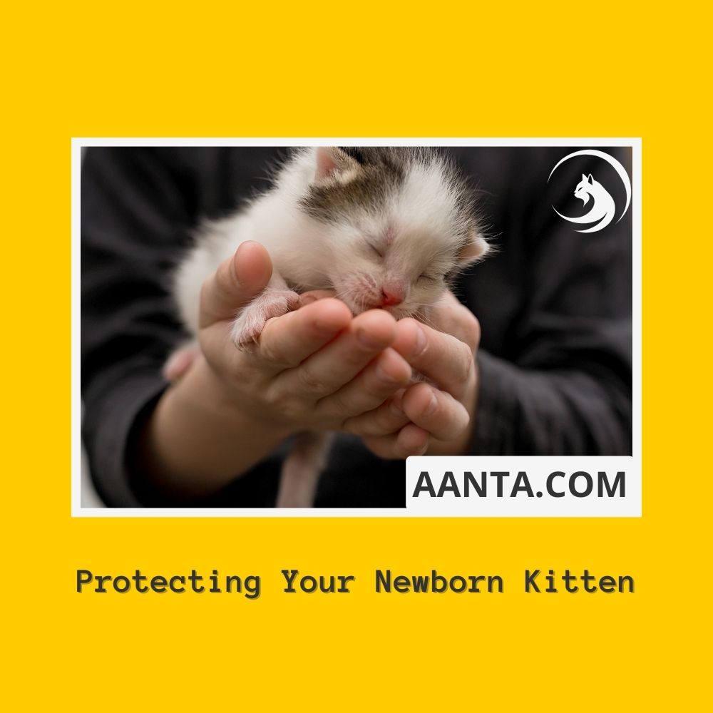 Protecting Your Newborn Kitten