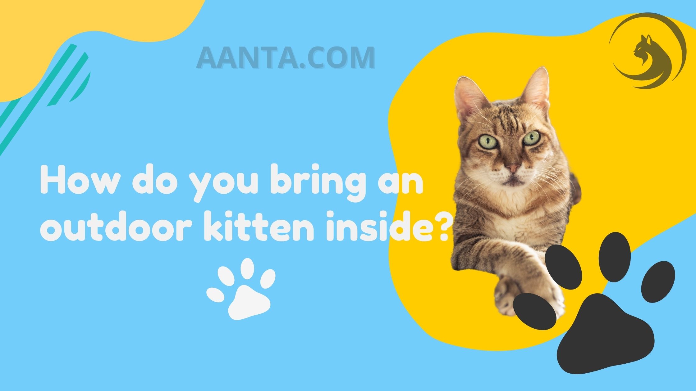 How do you bring an outdoor kitten inside