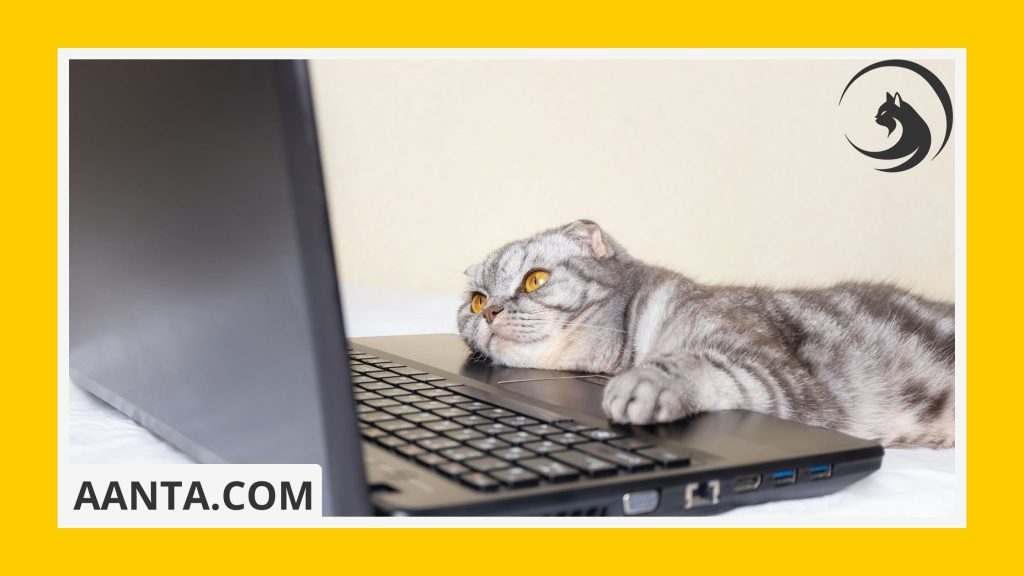 What Equipment is Needed for a Kitten