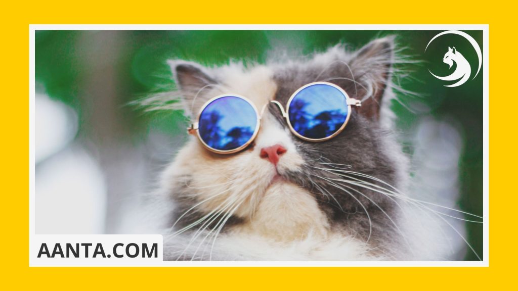 What Equipment is Needed for a Kitten