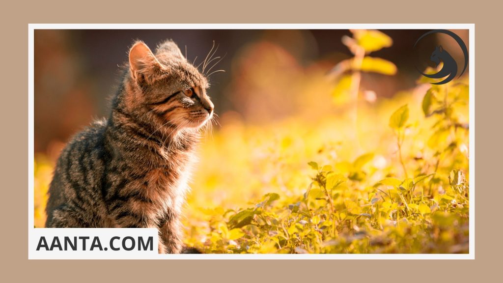 What is the most common disease in kittens