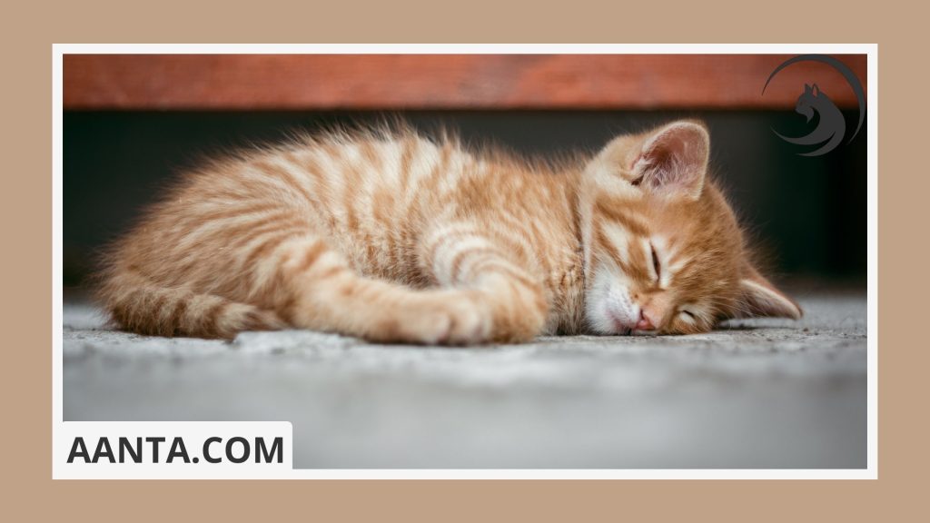 What is the most common disease in kittens