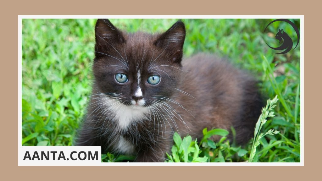 What is the most common disease in kittens