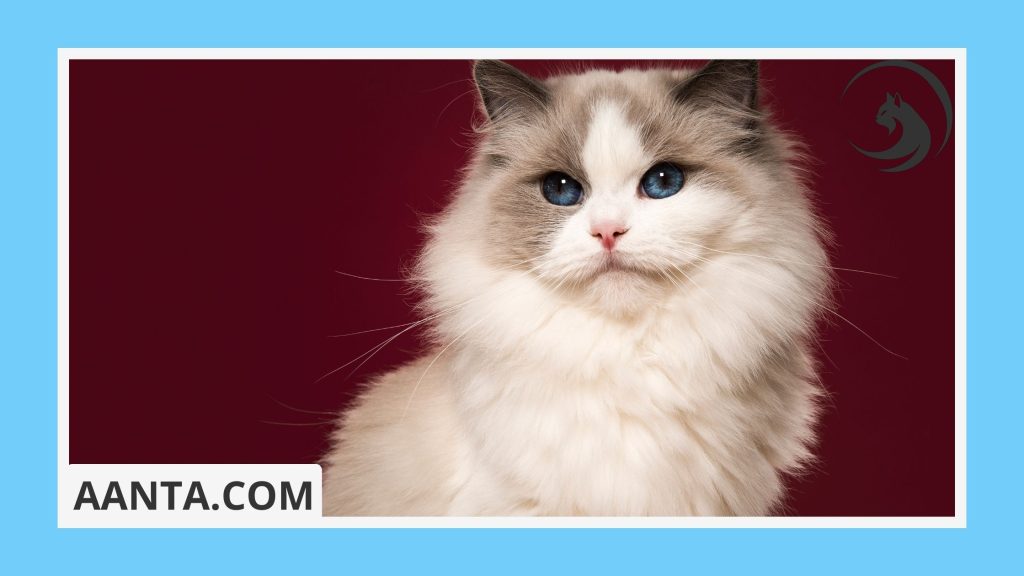 What is the most common type of kitten