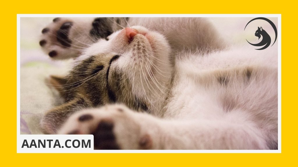 Where should a kitten sleep on the first night
